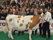 Siegerkuh mit der Nr 121 "Bianca", Züchter: Andreas Schuster aus Rasen/Antholz in Südtirol