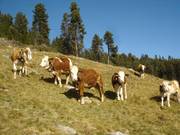 Redensberger Alm Rasen Antholz